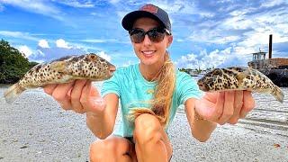 TOXIC Puffer Fish {Catch Clean & Cook} Toadies