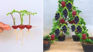 How to propagate grape tree from grape fruit in water for beginners