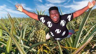 Inside The Biggest Pineapple Farm In Ghana 