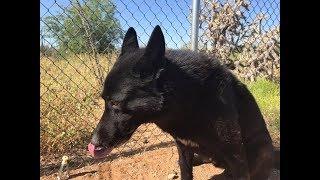 Meet the NEW WOLFDOG - Is he too dangerous or just mistreated? And what happened to Lorne