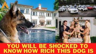 Millionaire Dog Gunther VI Worlds Richest Dog Ever Is Worth $700 Million