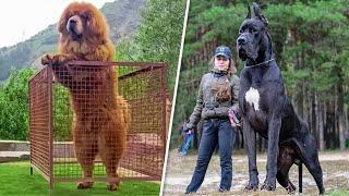 Топ 5 самых больших собак в мире.  Интересные факты о собаках