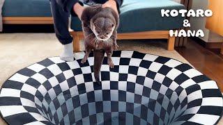 Can Otters See Optical Illusions?  Indoor Sinkhole