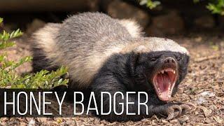HONEY BADGER is the most aggressive and fearless animal in the world Honey badger vs lion leopard