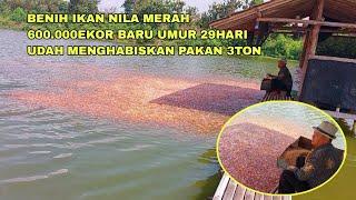 MANTAP BENIH IKAN NILA 600.000EKOR BARU UMUR 29 HARI PERHARI BISA HABIS PAKAN 7SAK