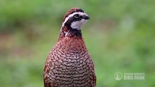 Northern Bobwhite