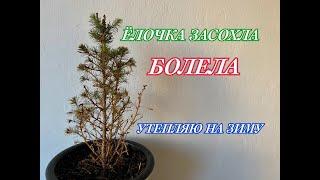 ЁЛОЧКА ЗАСОХЛА  Picea glauca Conica  Пицея глаука Коника  3 года дома