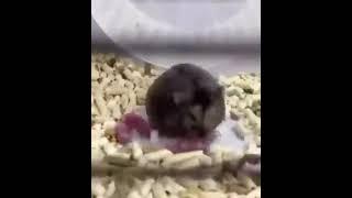 Mom Rat Throws Newborn Babies on to the Rat Wheel  Sweedy Ice