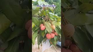 ছাদবাগানে টবে লিচু চাষ।Litchi on my rooftop garden।#ছাদবাগান  #YouTubeshorts #ViralShorts #Viralreel