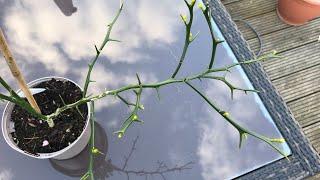 My recently bought Poncirus Trifoliata is bursting into growth early in April and maybe even flower