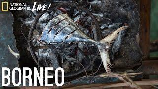 We Are What We Eat Borneo  Nat Geo Live