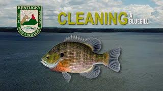 How to Clean a Bluegill