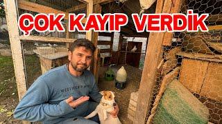 Köpeğimiz Heranın Yokluğu Bize Pahalıya Maloldu