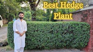 Flowering Hedge Plants Hedge plants lgany ka tarika Hedge plants Ideas