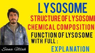 Lysosome Class 11 it’s Structure  Type  Functions of Lysosome with full explanation