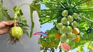 How To Grow Guava with Papaya Trees From Guava and Papaya Fruit Using Aloe Vera