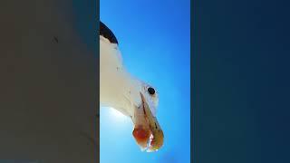 Seagull Steals GoPro