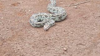 Indian Rock Python Rescue And Release In Forest