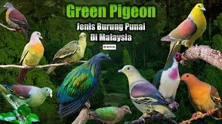 Jenis Burung Punai  Green Pigeon in Malaysia