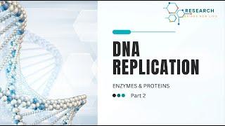 DNA Replication process PART 2
