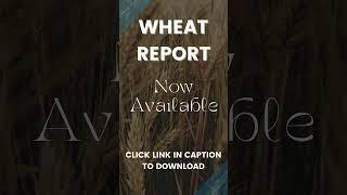 Wheat Report  16 August 2024