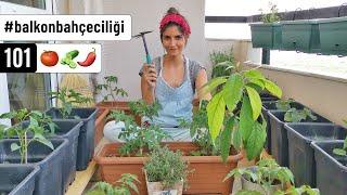 Balkonumda Sebze Bahçesi Kurdum  Tohum Seçimi Fide Dikimi ile Şehir Bahçeciliğine Giriş