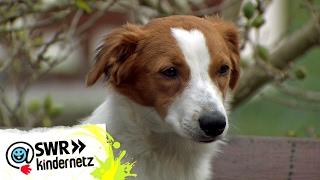 Welche Aufgabe hat ein Hofhund?  OLIs Wilde Welt  SWR Kindernetz