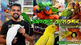 Aahil pet Shop  Expensive Bird Collection  চমৎকার সব পাখি ও একুরিয়াম কালেকশন  কিউট পোষা পাখির দাম