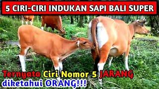 Oalah Ternyata Ini Ciri Indukan Sapi Bali Yang Bagus Dipelihara 