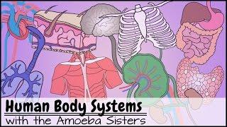 Human Body Systems Functions Overview The 11 Champions Older Video 2016