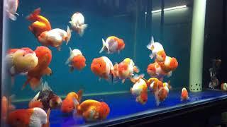 lionchu goldfish collection