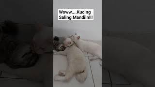 Woww...Kucing Saling Mandiin #kucinglucu #subscribe #catlover