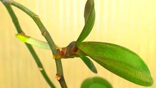 Как вырастить НОВУЮ Орхидею - Детку на СРЕЗАННОМ Цветоносе? Размножение Орхидеи фаленопсис.