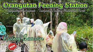 Tanjung Harapan Orangutan Feeding StationTempat Makan Orangutan  @orangutanhouseboattour6258