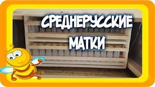 Среднерусские матки