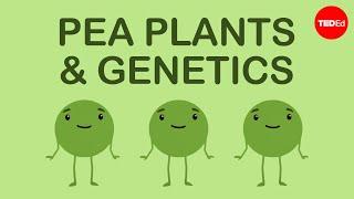 How Mendels pea plants helped us understand genetics - Hortensia Jiménez Díaz