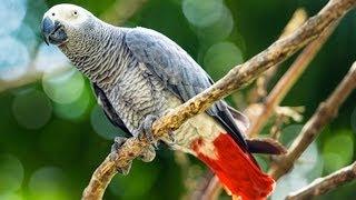 How to Care for an African Grey Parrot  Pet Bird