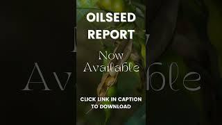 Oilseed Report  26 Aug 2024