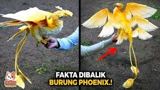 Sering Muncul Dalam Film. Ternyata Ini Fakta dan mitos Burung Phoenix