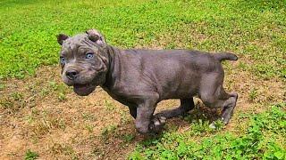 This 9 week old Cane Corso wants to fight