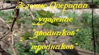 Удаление двойников и тройников на кустах винограда.зеленые операции