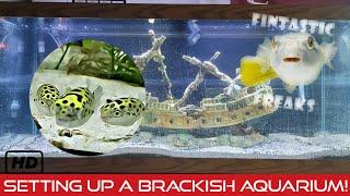 Setting Up A Brackish Water Aquarium Green Spotted Puffer Upgrade Pt.1