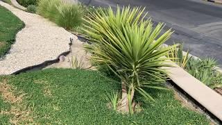 اسماء اشهر الصبارات الخارجية واشكالها Names of external cactuses and their forms