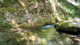 Peaceful moments next to the small stream in the forest. Nature water and bird sounds meditation