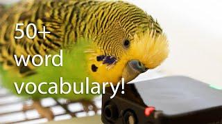 Budgies vocabulary stuns humans