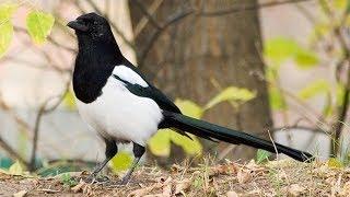 Magpies build a nest + English subtitles