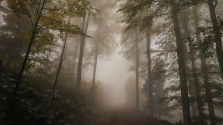 Virtual Drive Foggy Autumn Forest  Relaxing Rain Sound