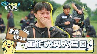 【哈囉毛小孩】超感人「警犬故事」讓許富凱當眾飆淚！美容組、膳食組「大考之日」終於到來！｜EP14工作犬與大考日｜完整版_20230506