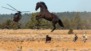 Rencana Pembasmian Kuda Liar Australia
