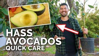How to Grow Hass Avocados Quick Care Guide